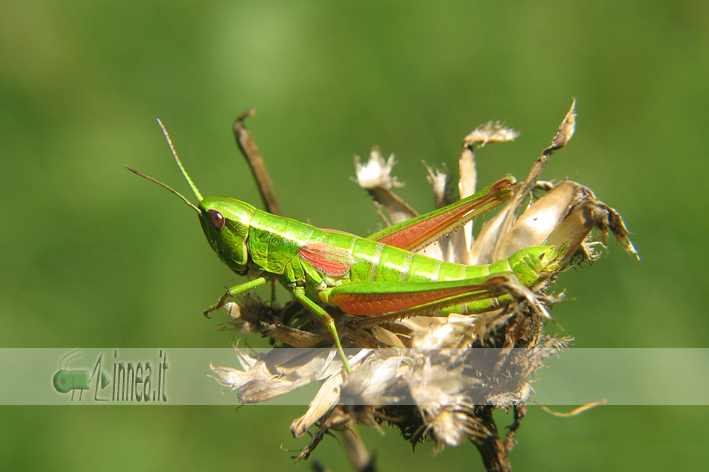 Piccola cavalletta: Euthystira brachyptera